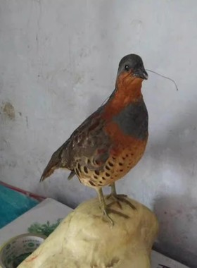 竹鸡假媒竹鸡标本新款竹鸡模型户外标本摆件教学用品竹鸡标本假媒