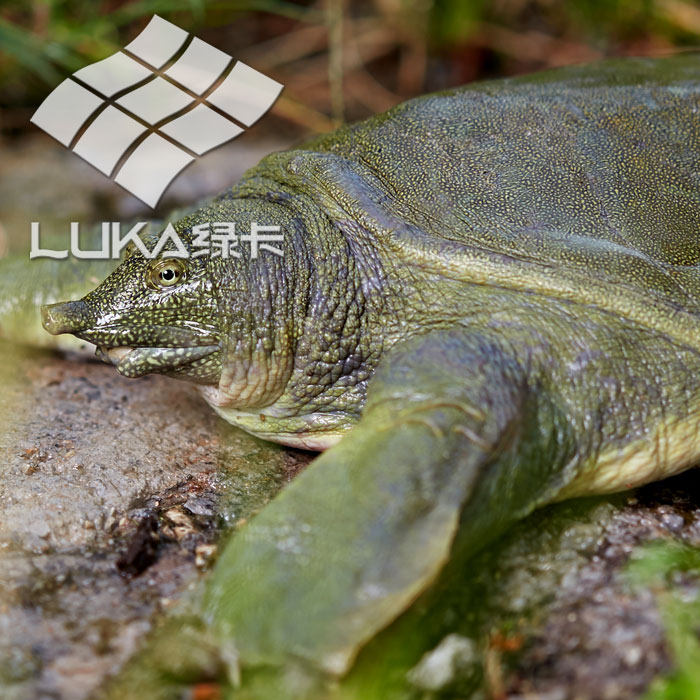 【2斤尝鲜】绿卡3年外塘生态放养中华鳖鲜活食用甲鱼活体优质王八,淘宝优惠券,粉丝福利购,淘宝优惠卷