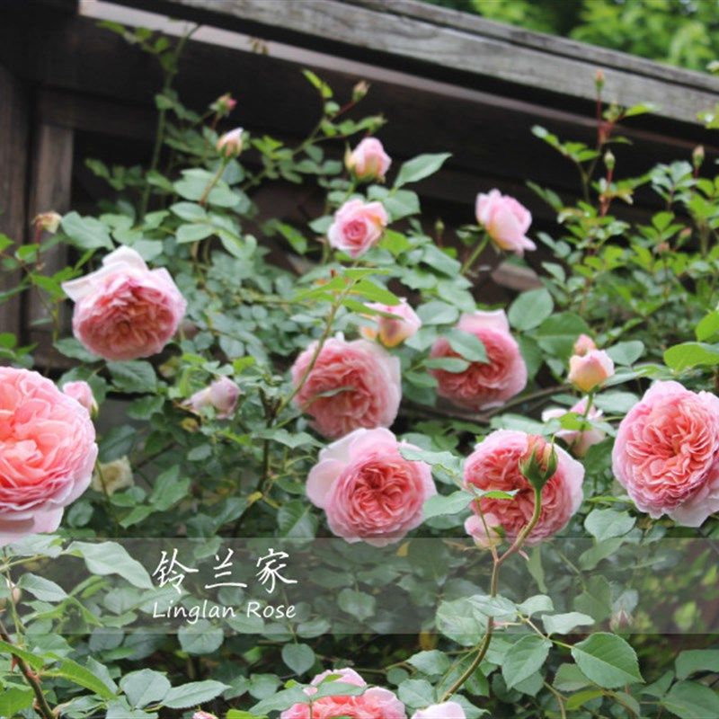 铃兰家   亚伯拉罕 月季浓香灌木爬藤N两用扦插大苗四季开花,淘宝优惠券,粉丝福利购,淘宝优惠卷