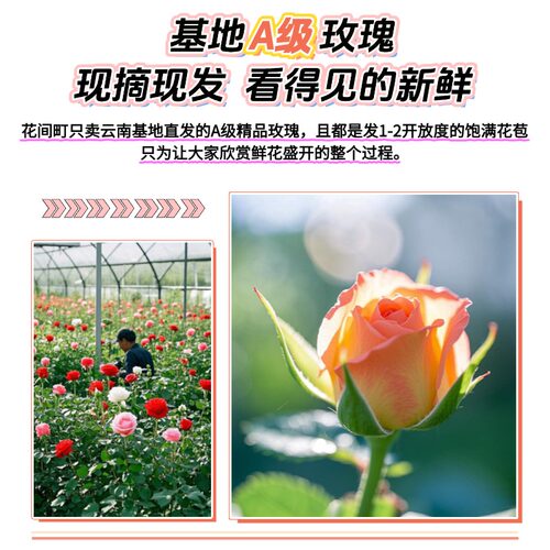 云南新鲜玫瑰花鲜花速递同城配送基地直发插花家用生日花束顺丰 - 图2
