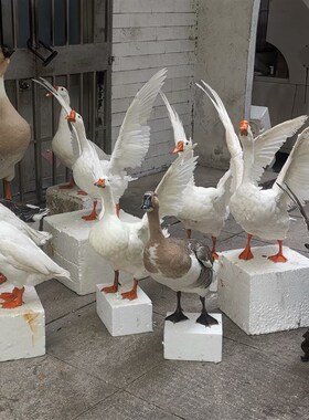 教学标本家禽鸡鸭鹅仿真工艺品绿头鸭模型博物馆观光X展厅静态摆