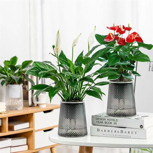 速发水培红掌白掌盆四一帆风顺花植植物室内好养绿卉办公室栽季开 - 图2