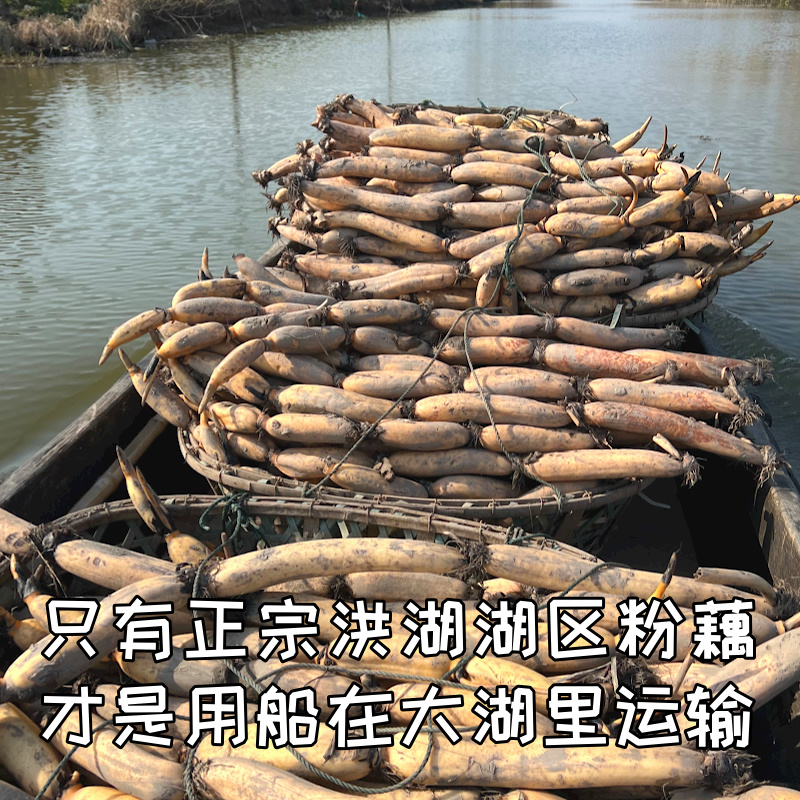 正宗洪湖粉藕莲藕新鲜煲汤藕湖北湖藕面藕红藕糯米藕1斤/3斤/5斤 - 图2