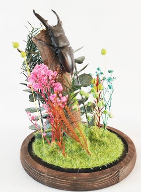 森林勇士真d实昆虫甲虫标本生态微景观玻璃罩摆件大兜虫收藏品礼