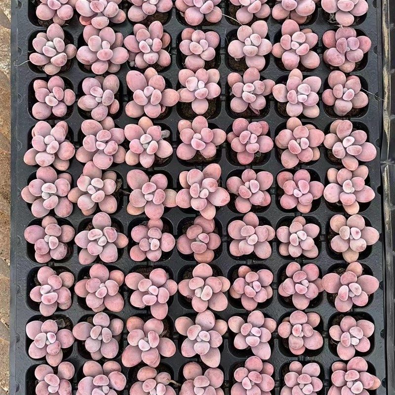 多肉植物桃蛋穴盘苗,一盘1w05颗,质量如图,实拍 带穴盘发货,淘宝优惠券,粉丝福利购,淘宝优惠卷
