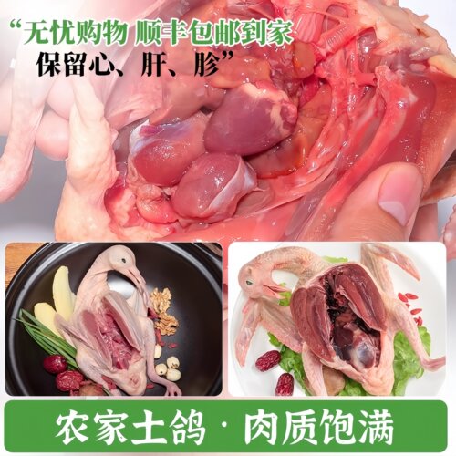 农家散养鸽子新鲜活现杀冷冻土鸽生鲜5年老鸽子3年烤乳鸽送料包 - 图0