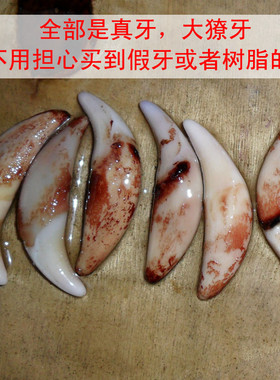 新款大獒牙5.2厘米 真狗牙齿本命年狼牙项链男女个性吊坠饰品礼物