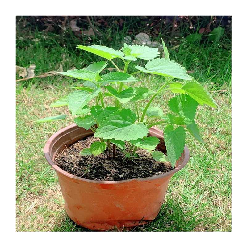 速发藿香苗盆栽可食用香叶植物庭院台可种植鱼香草香菜植物包 - 图2
