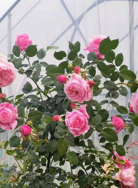 极速四季种植开 花蔷薇花苗藤本月季爬藤植物庭院阳台玫瑰花盆栽