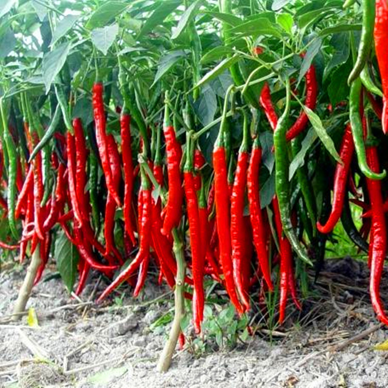 二荆条二金条红线椒种子美人椒辣椒种籽青红干椒香辣四季蔬菜种籽,淘宝优惠券,粉丝福利购,淘宝优惠卷