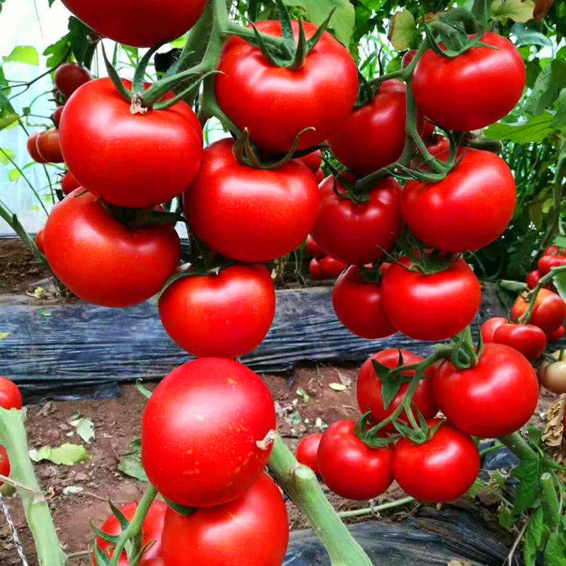 番茄种子西红柿种籽种苗子嫁接苗大红大果四季蔬菜阳台庭院红宝石,淘宝优惠券,粉丝福利购,淘宝优惠卷