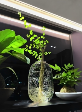 侘寂风透明玻璃花瓶绿植水培花器
