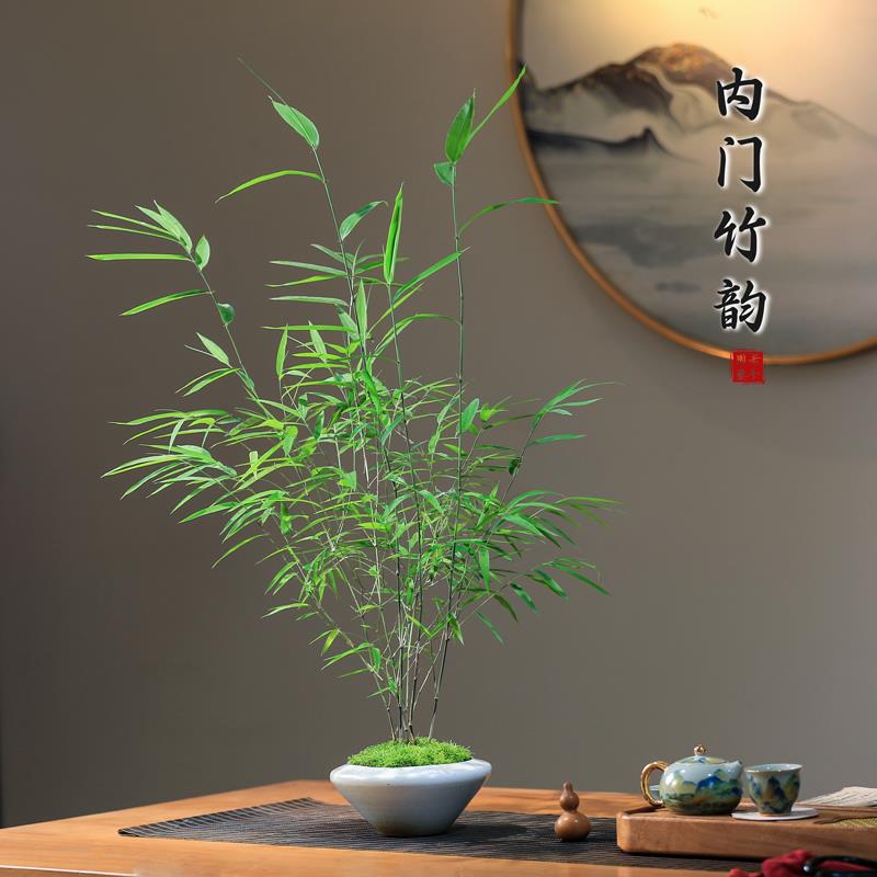 内门竹盆栽名贵竹子苗室内庭院绿植四季常青好养易活竹子盆景 - 图0