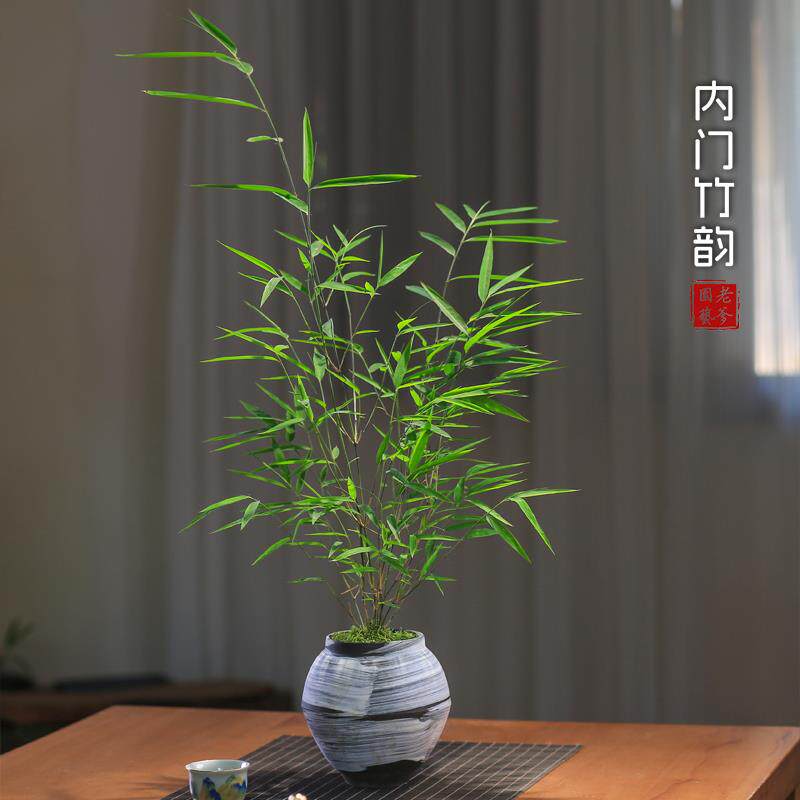 内门竹盆栽名贵竹子苗室内庭院绿植四季常青好养易活竹子盆景 - 图3
