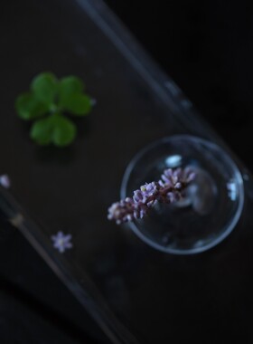 新款简约侘寂风插网红花器水培器