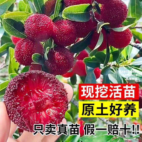 四川正宗嫁接东魁杨梅树树苗杨梅苗南北方种植地栽果树苗当年结果 - 图0