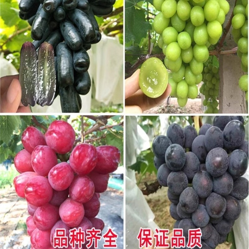 带盆发货】龙泉葡萄树苖巨峰阳光玫瑰葡苗盆栽地栽南北方庭院种植,淘宝优惠券,粉丝福利购,淘宝优惠卷