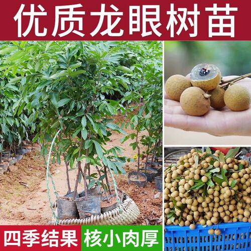四川桂圆苗嫁接苗正宗龙眼苗石硖储良四季蜜龙眼果树果苗带叶带土 - 图2