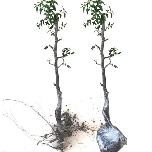 枣树活苗特大冬枣嫁接南北方种植庭院葫芦枣果树果苗盆栽当年结果 - 图3