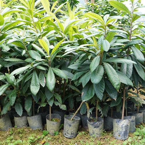 四川无核枇杷苗大五星无核砂糖枇杷苗嫁接苗盆地栽特大南北方种植 - 图1