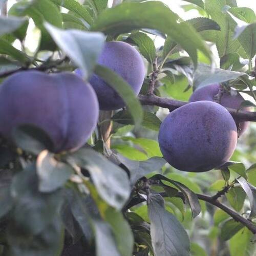 新品种黑布林李子树苗正宗嫁接黑李子苗南北方种植盆地栽果树果苗 - 图2