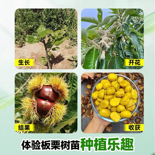 四川板栗树苗大红袍油板栗当年结果盆栽地栽南北庭院种植果树果苗 - 图2