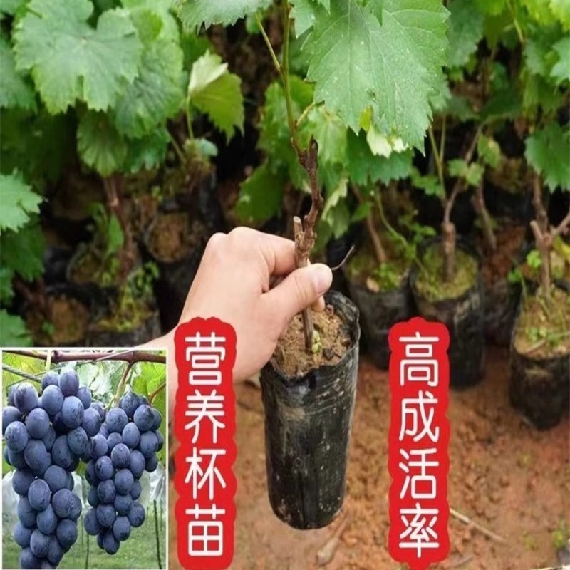 带盆发货】龙泉葡萄树苖巨峰阳光玫瑰葡苗盆栽地栽南北方庭院种植,淘宝优惠券,粉丝福利购,淘宝优惠卷