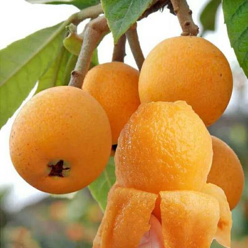 四川无核枇杷苗大五星无核砂糖枇杷苗嫁接苗盆地栽特大南北方种植 - 图2