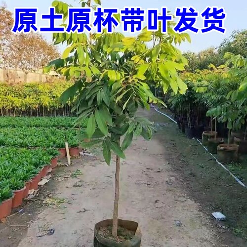 四川桂圆苗嫁接苗正宗龙眼苗石硖储良四季蜜龙眼果树果苗带叶带土 - 图0