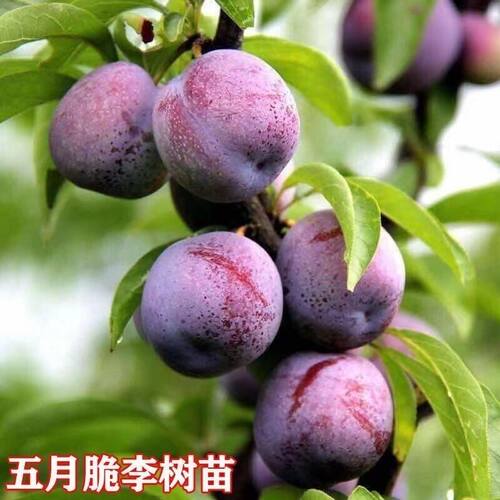 五月脆李子苗嫁接苗特早熟李子苗脱骨李树苗南北方种植盆地栽果苗 - 图1
