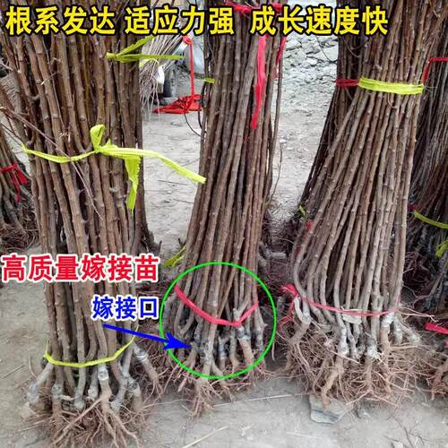 四川成都杏树果苗凯特帝王大杏子活苗果树庭院种植南北方杏子苗树 - 图1