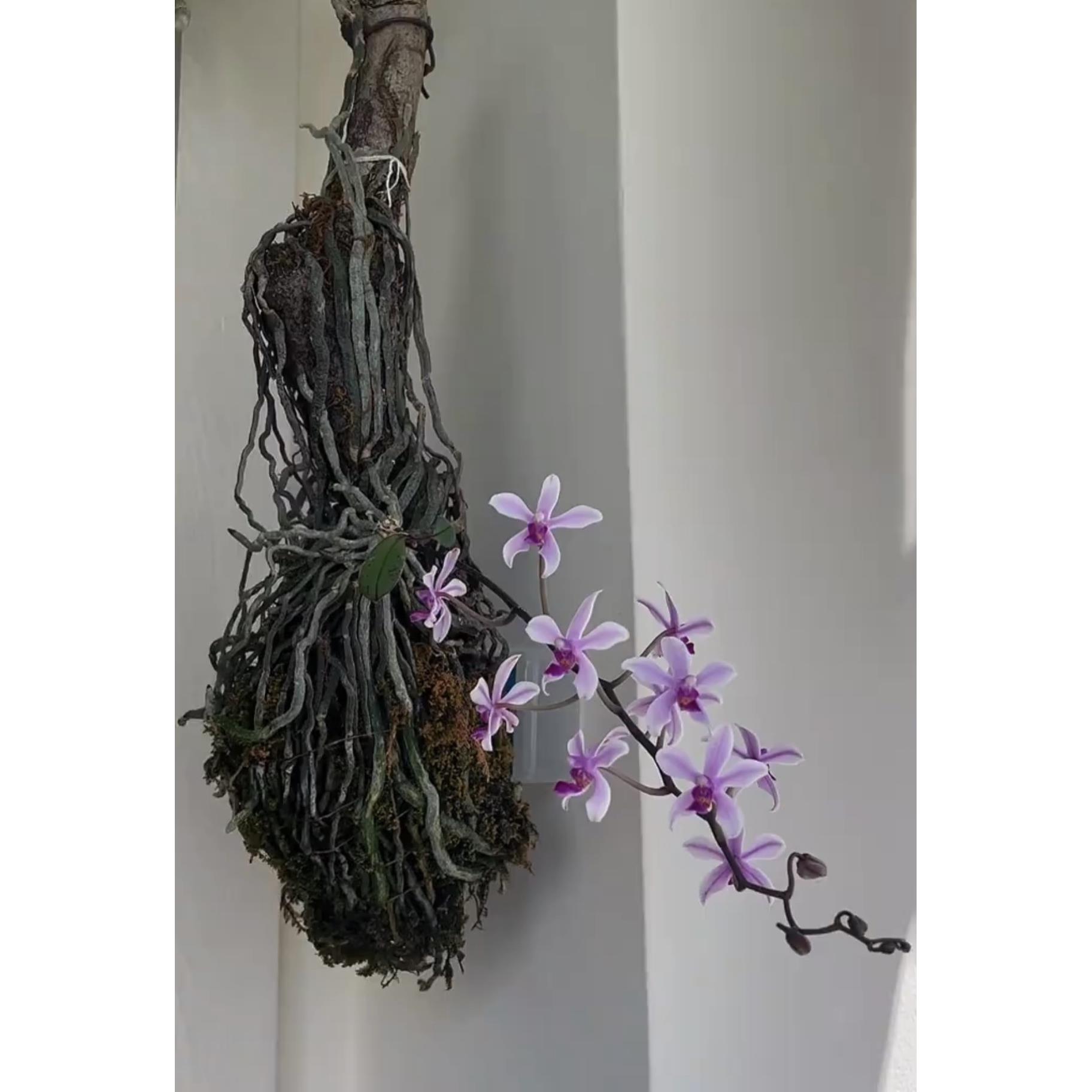 华西蝴蝶兰葡萄香味2苗起卖 - 图0