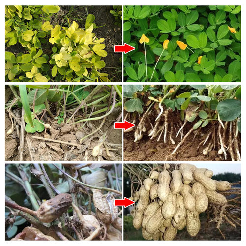 花生三遍药套餐专用防病杀菌营养膨大促果壮苗前苗后通用农药正品 - 图2