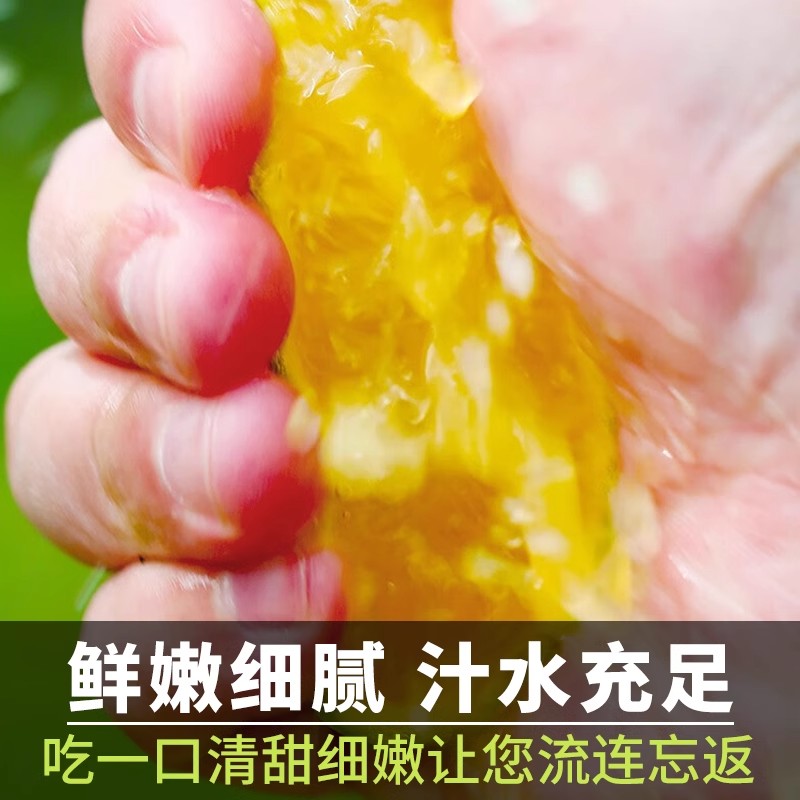 正宗哀牢山云南冰糖橙新鲜橙子水果纯甜无渣手剥果冻橙包邮9斤