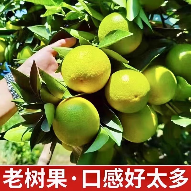 正宗哀牢山云南冰糖橙新鲜橙子水果纯甜无渣手剥果冻橙包邮9斤