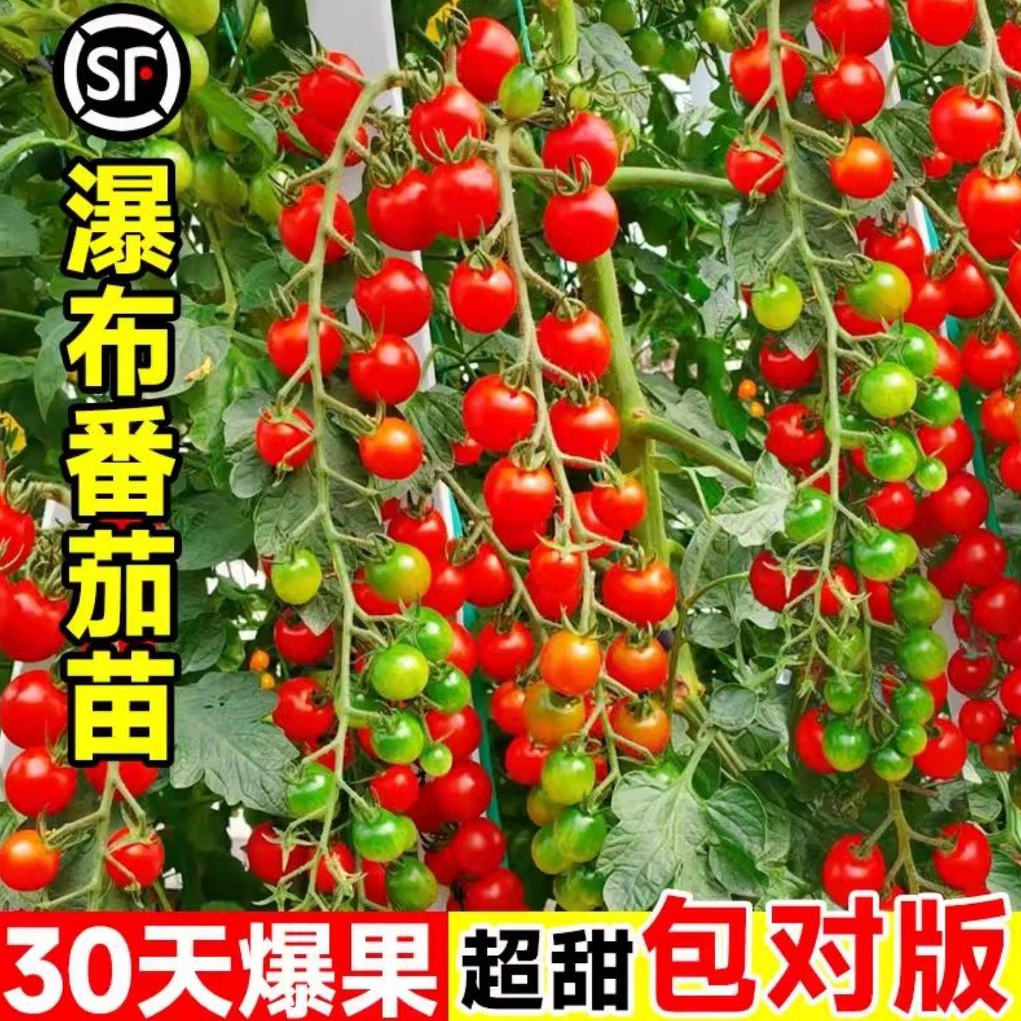 瀑布小番茄苗千禧圣女果苗秧盆栽水果矮生老品种蔬菜种子籽蕃阳台,淘宝优惠券,粉丝福利购,淘宝优惠卷