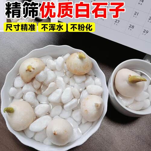 水培石子颗粒白色天然鹅卵石雨花白色小石头造景陶瓷盆郁金香水仙 - 图0