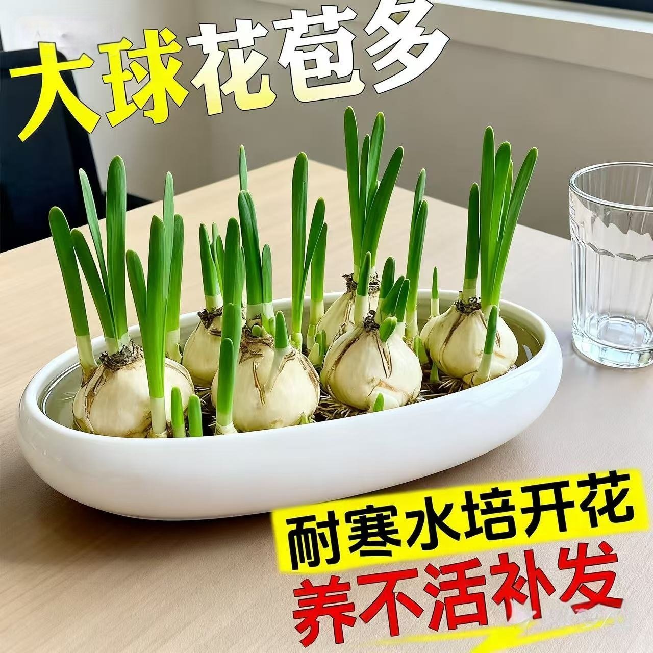 水仙花种球种子特大漳州重瓣水仙花水培盆栽春节开花室内植物花卉,淘宝优惠券,粉丝福利购,淘宝优惠卷