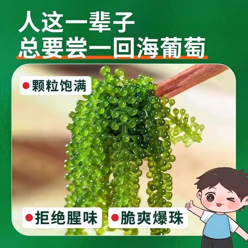正宗儿童即食海葡萄正品官方旗舰店新鲜绿色鱼子酱健康零食水葡萄 - 图0