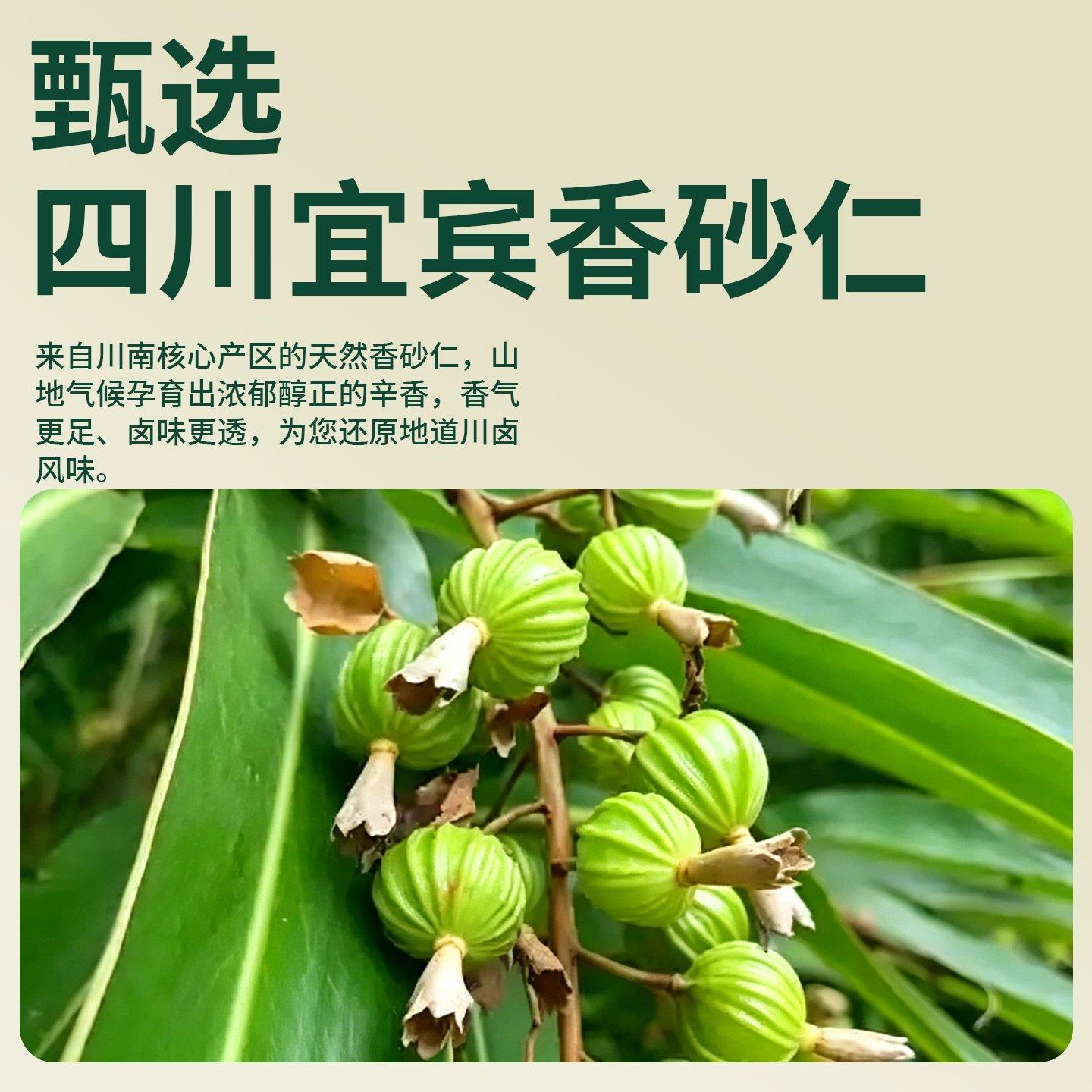 香砂仁香料正宗四川宜宾香砂仁调料500克川砂仁当季新货餐饮专用