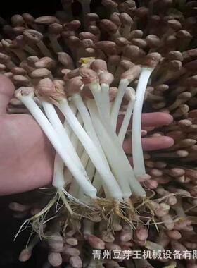 商用全自动花生芽机 一机多用型芽菜机 源头厂花生芽机器花生芽机