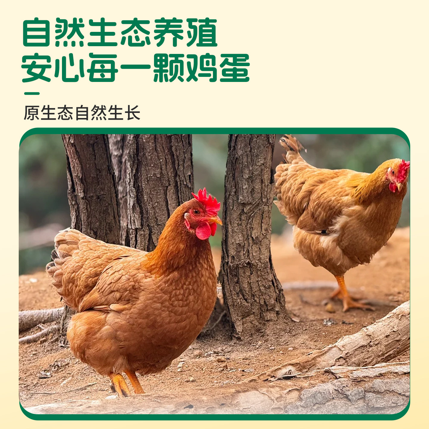 正宗农家散养土鸡蛋10/20/30/40枚新鲜谷物柴鸡蛋现捡现发虫草蛋,淘宝优惠券,粉丝福利购,淘宝优惠卷