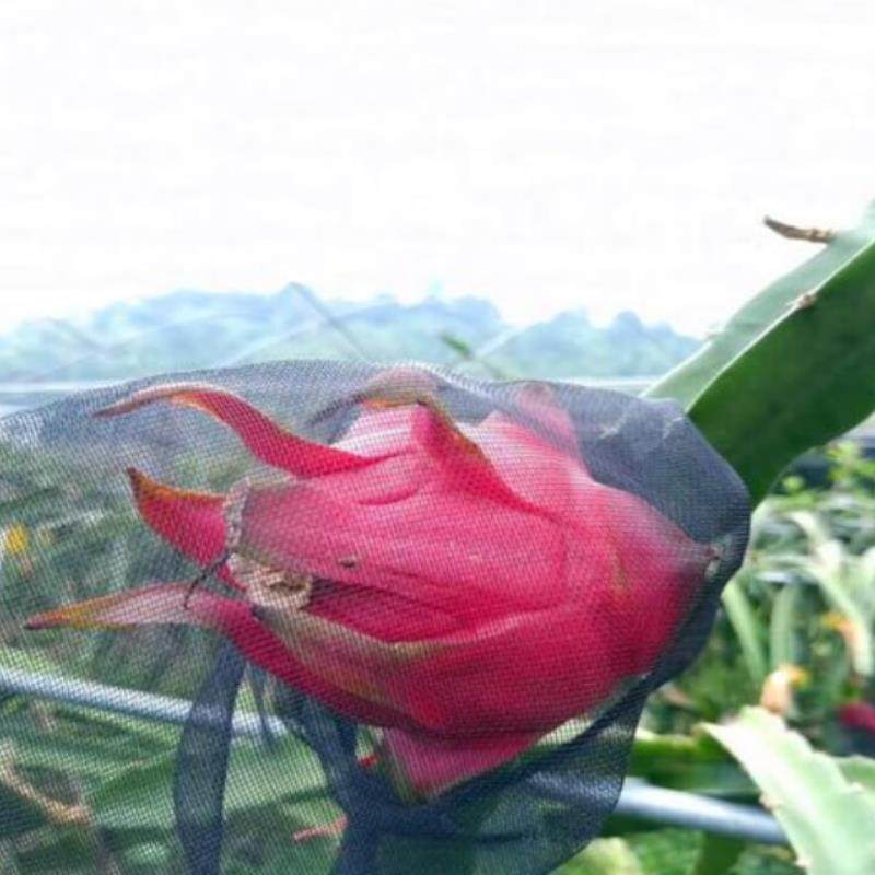 火龙果套袋防鸟防果蝇防虫网袋黑色火龙果专用套袋双绳套袋尼龙袋,淘宝优惠券,粉丝福利购,淘宝优惠卷