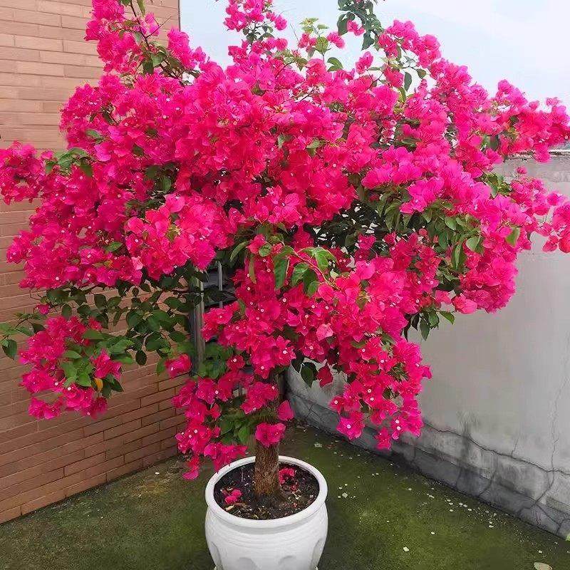 绿樱三角梅老桩盆栽带花爬藤植物重瓣四季花阳台耐热好养活绿樱,淘宝优惠券,粉丝福利购,淘宝优惠卷