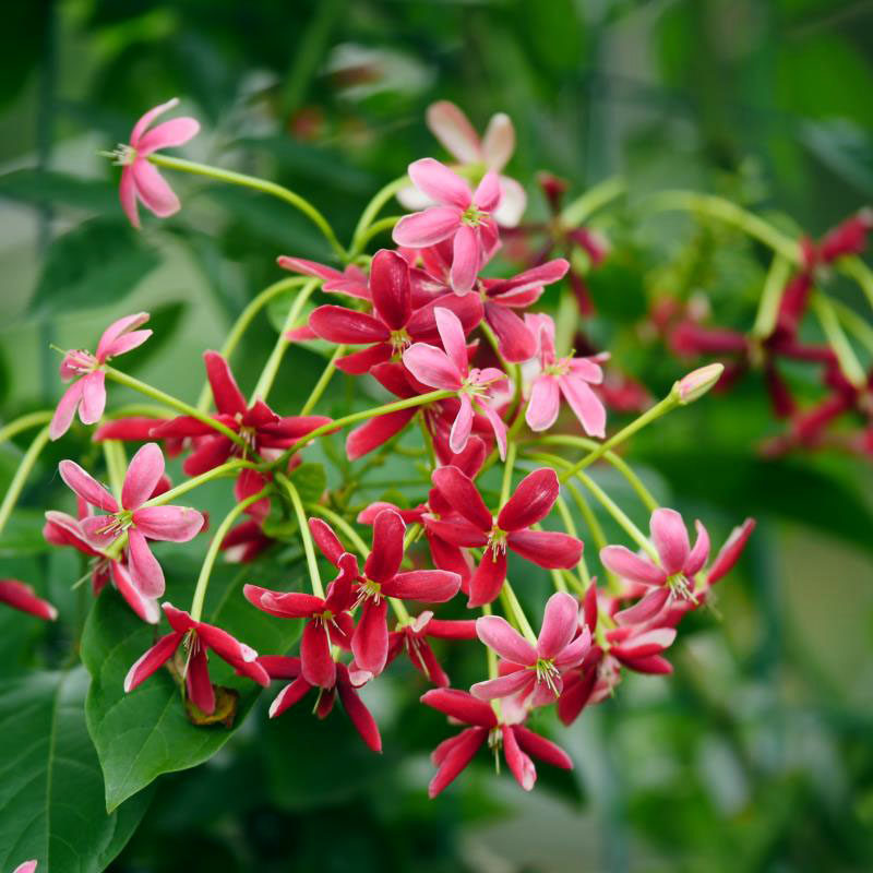 使君子花苗重瓣藤类攀爬植物室外花苗藤本花卉阳台水君子爬藤植物,淘宝优惠券,粉丝福利购,淘宝优惠卷