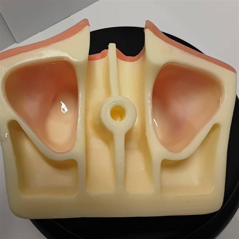 牙齿模型 口腔种植模型 上颌窦提升练习牙齿模型口腔教学,淘宝优惠券,粉丝福利购,淘宝优惠卷