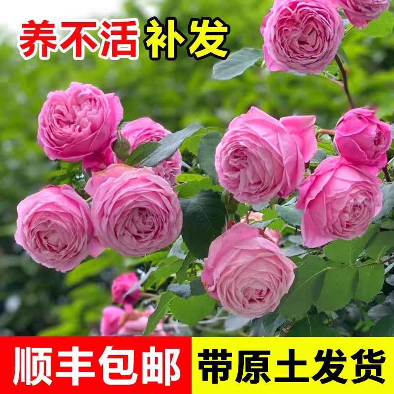 藤本植物玫瑰花苗自由精神四季植物庭院花卉植物大花浓香爬藤月季,淘宝优惠券,粉丝福利购,淘宝优惠卷