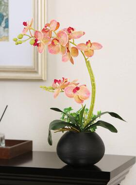 彷蝴蝶兰花花卉套装饰品新中国风客厅餐桌古架假花桌面小盆栽植物