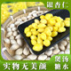 Peeled ginkgo kernels ready-to-eat ginkgo pulp, soup, sugar water, porridge, cooked ginkgo vacuum packaging