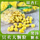 Peeled ginkgo kernels ready-to-eat ginkgo pulp, soup, sugar water, porridge, cooked ginkgo vacuum packaging